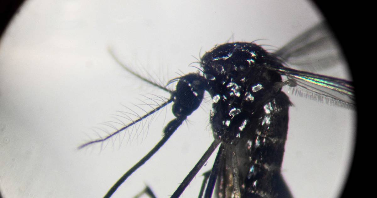 In twee maanden drie denguepatiënten op Curaçao overleden - AD