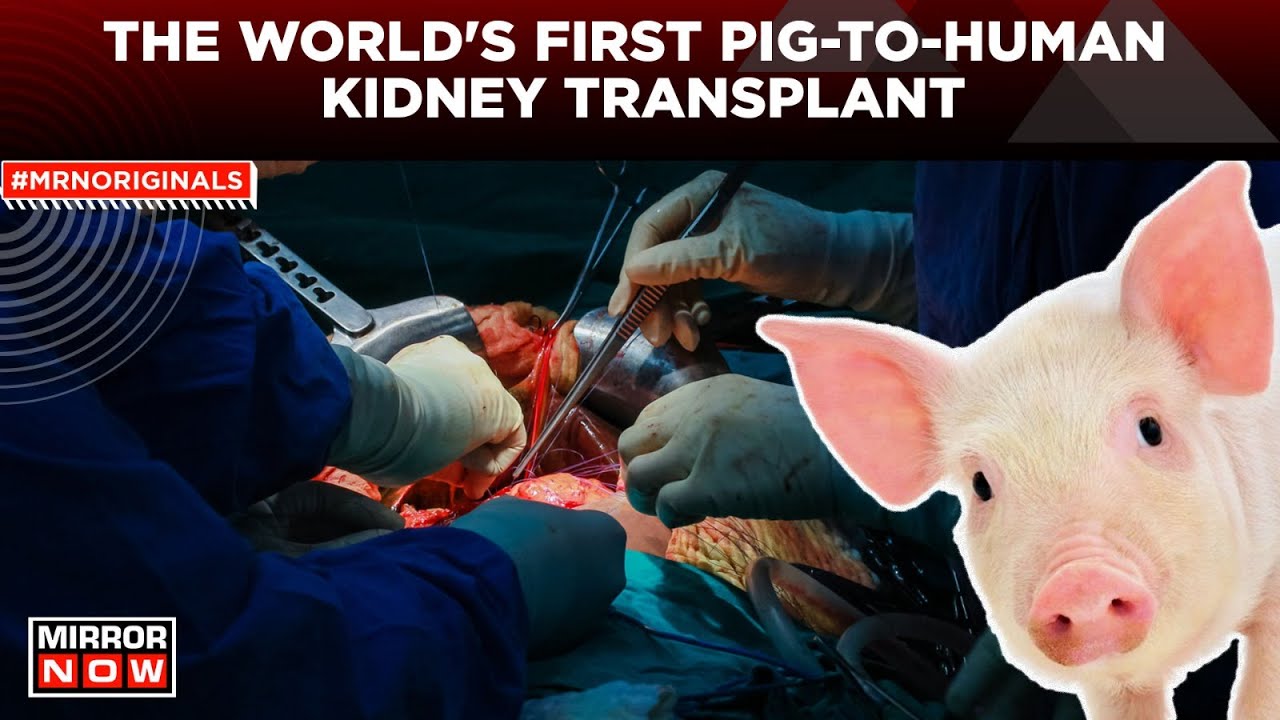 Surgeons Transplant Pigs Kidney Into Human Body For The First Time Ever - MIRROR NOW