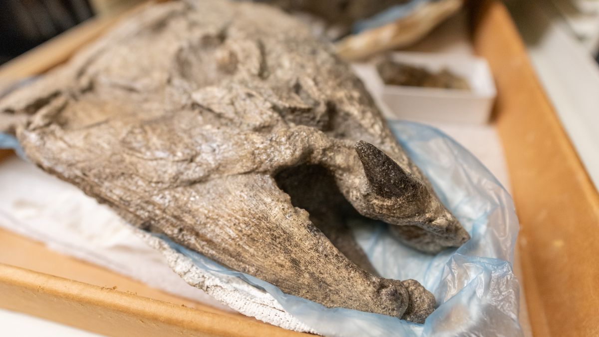 Giant prehistoric salmon had tusk-like teeth, just like a warthog's - Livescience.com