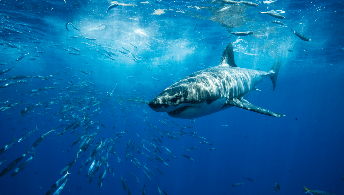 How Long Does It Take For A Great White Shark To Cross An Ocean? - IFLScience