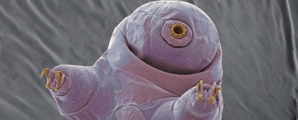 Scientists Discover How Tardigrades Survive Blasts of Radiation, And It's Weird - ScienceAlert