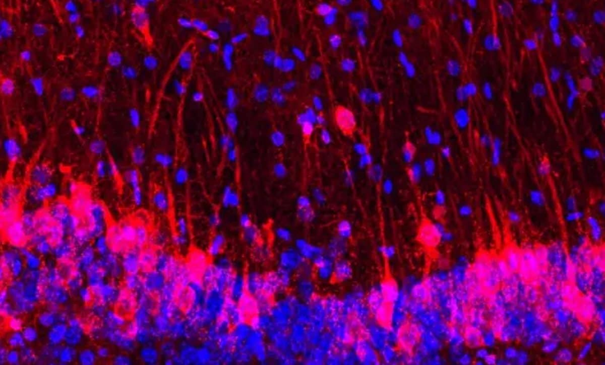 Hybrid Brains: Mice with Rat Neurons Sense Smells - Neuroscience News