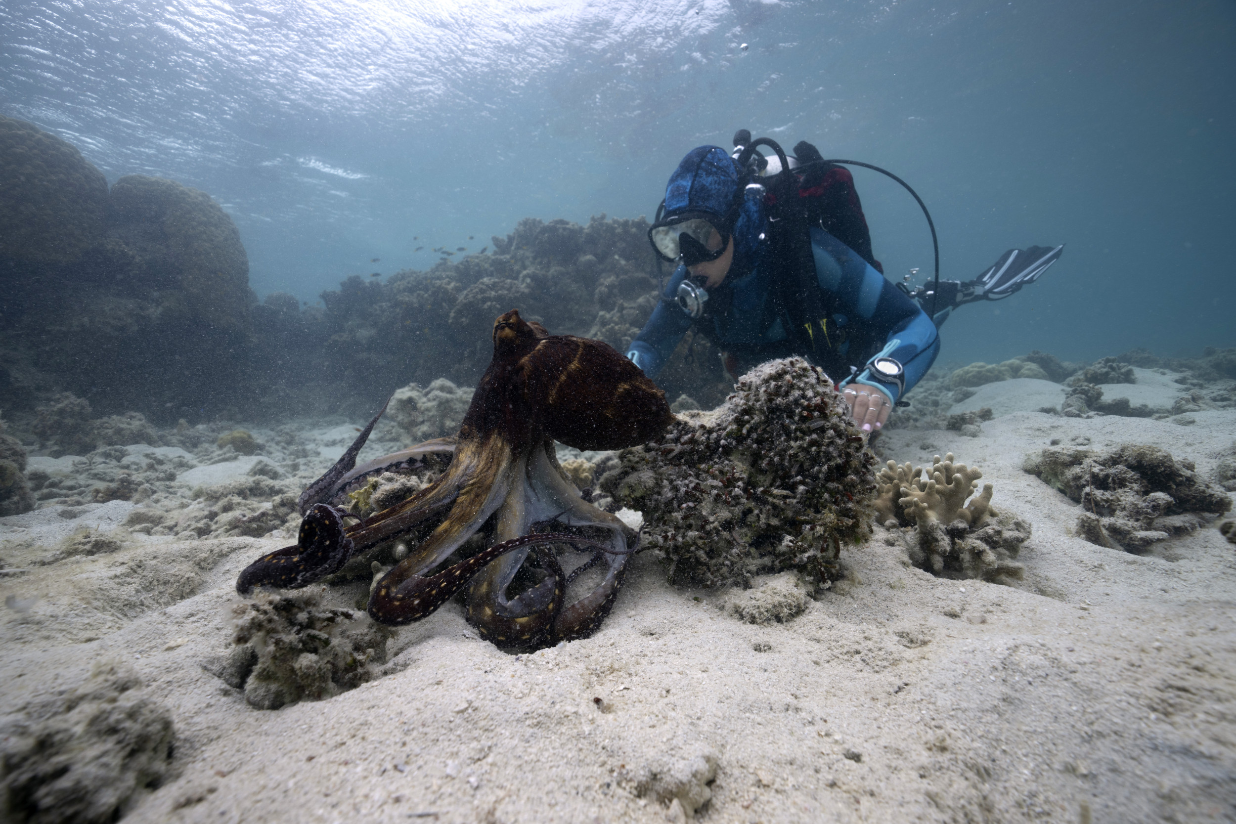 'Incredible' Clip Shows Scientist and Octopus 'Communicating' in the Wild - Newsweek