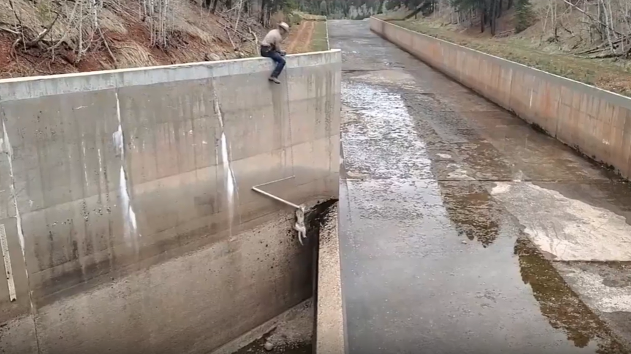 Video shows Colorado wildlife officers dangling rope to rescue mountain lions from spillway - Fox News