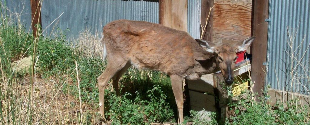 'Zombie Deer' Disease: Zoonotic Transfer Suspected After Two Human Deaths - ScienceAlert