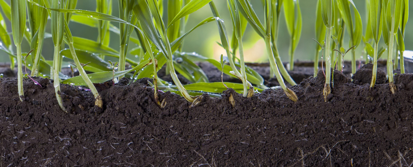 These Hardy Plants Have Figured Out How to 'Farm' Microbes in Their Soil - ScienceAlert