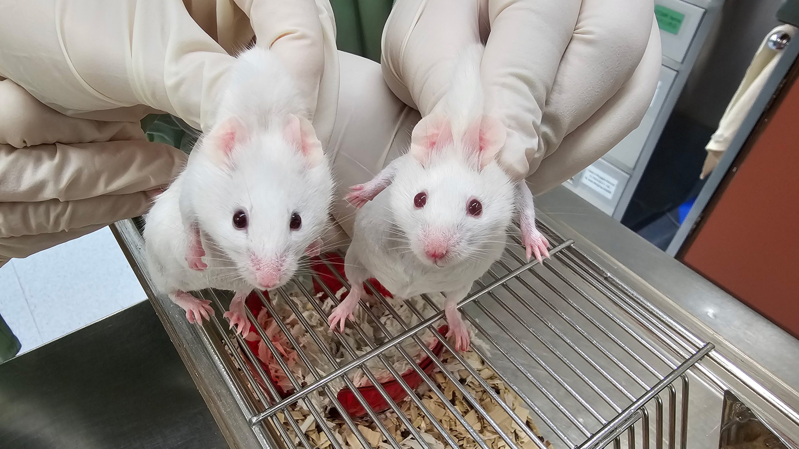 Scientists Create “Extraordinary” Mouse Using Gene Older Than Animal Life Itself - SciTechDaily