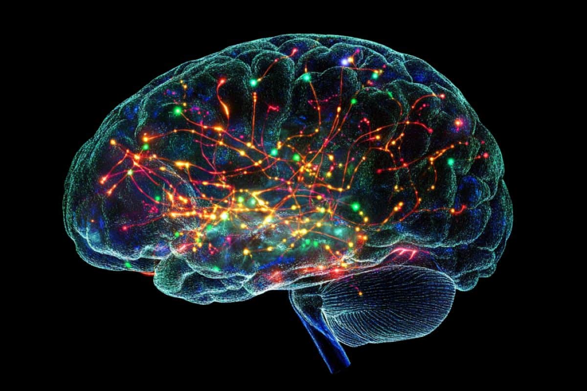 Neural Flexibility: Prioritizing Memories to Guide Behavior - Neuroscience News