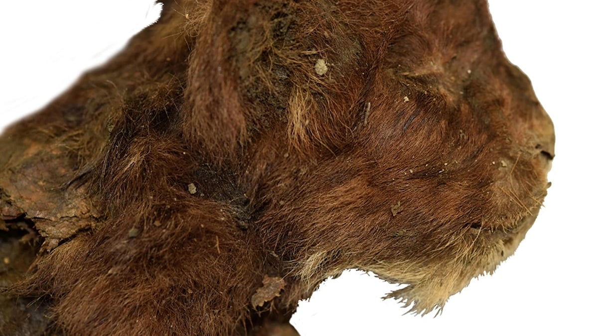 The world’s first saber-toothed cat mummy has been found in Siberia - National Geographic