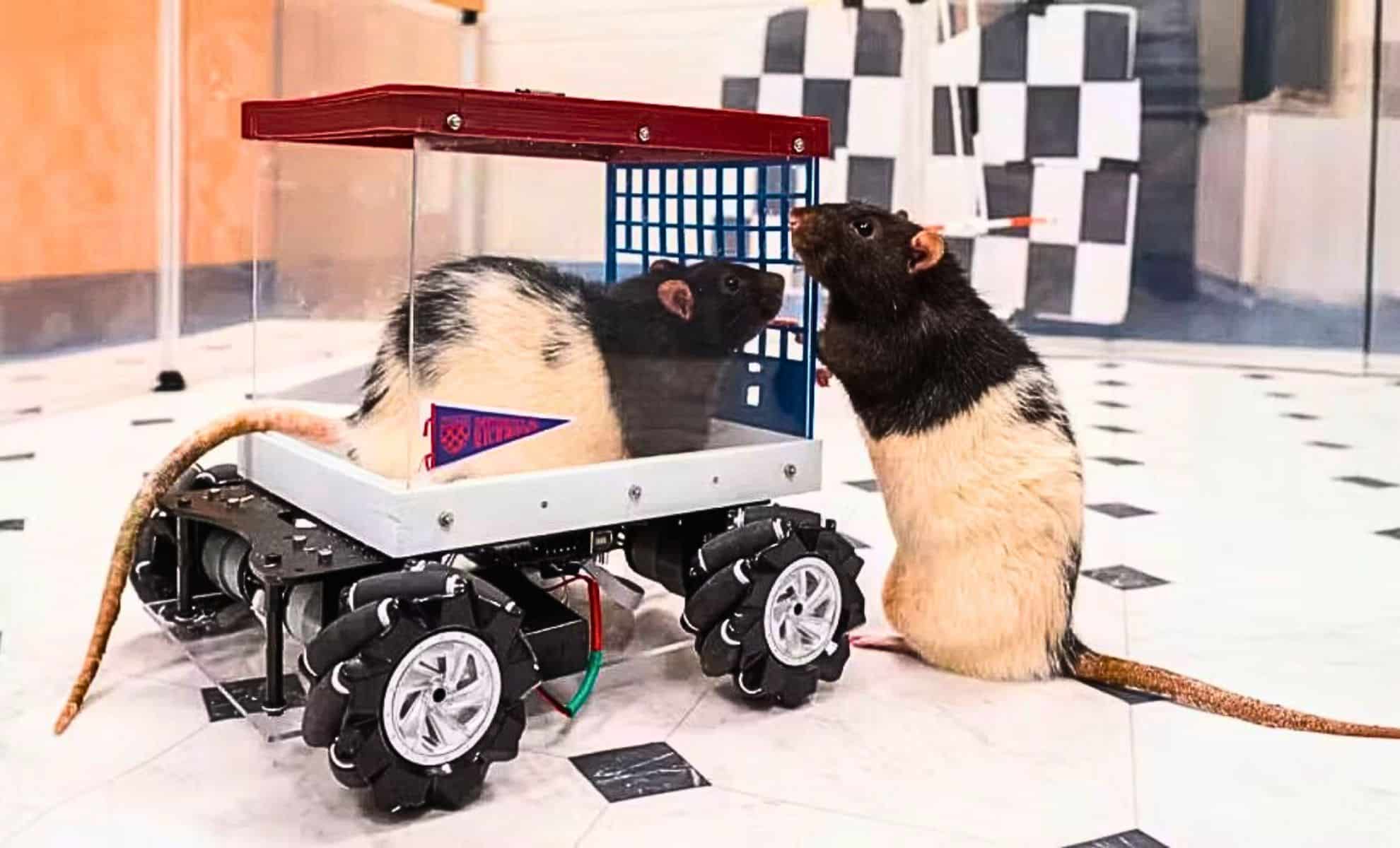 Scientists Teach Rats to Drive Tiny Cars, and they Absolutely Love Revving Their Engines - The Daily Galaxy --Great Discoveries Channel