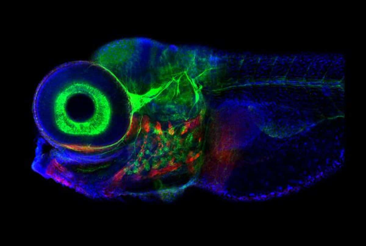 Brainstem Neurons Guide Gaze, Maintain Short-Term Memory - Neuroscience News