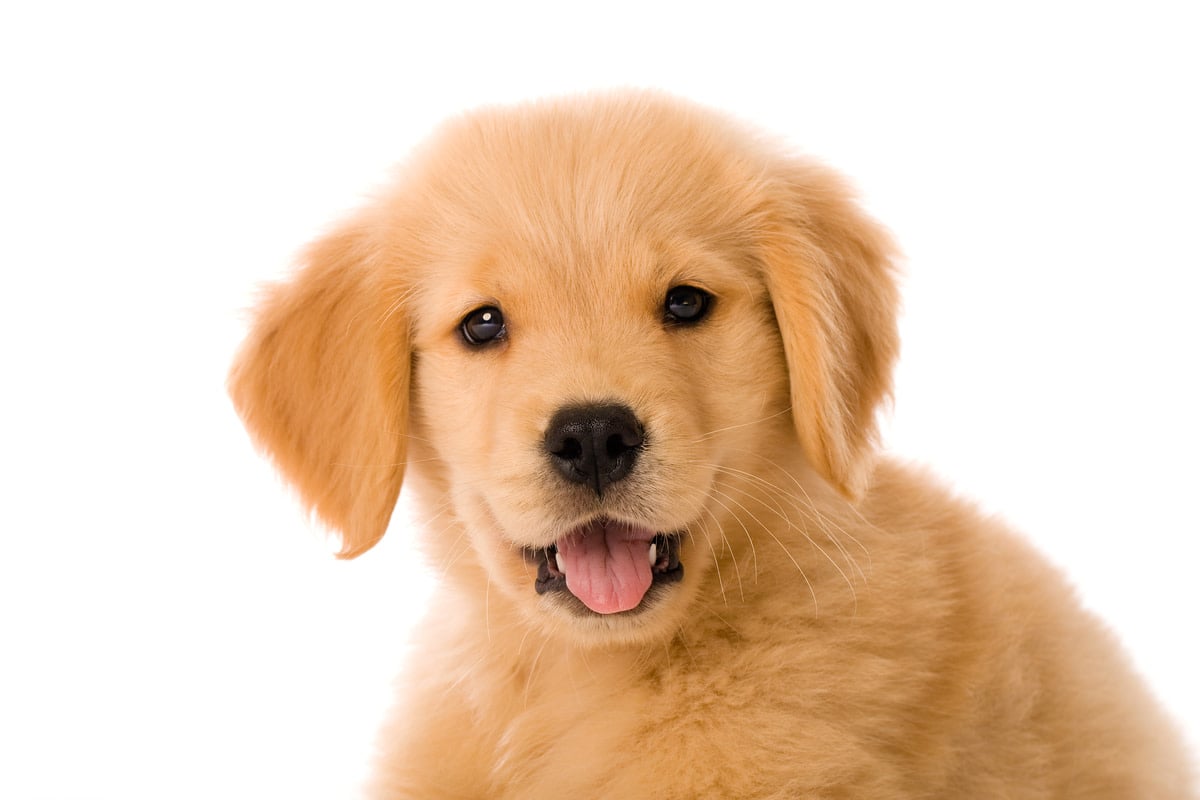 Golden Retriever Puppy and Baby Become Instant Besties at Airport & It's Precious - Yahoo Life