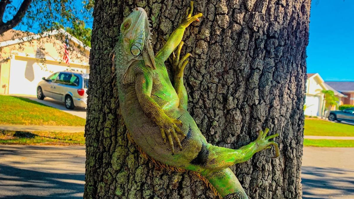 Why do iguanas fall from trees in Florida? - Livescience.com