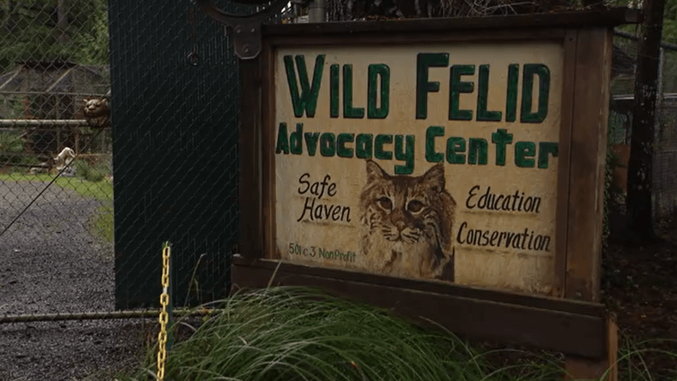 Bird flu kills 20 big cats at Shelton sanctuary, devastating conservation efforts - KOMO News